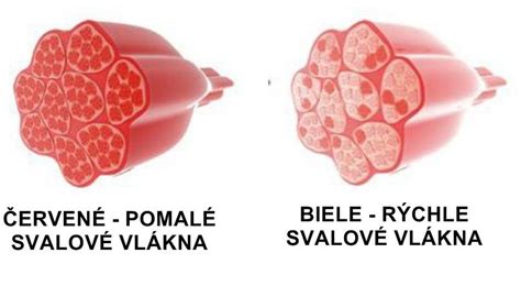 Vplyv veku na svalové vlákna a kapiláry