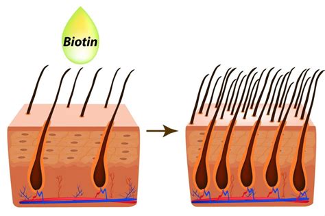 Biotín a jeho vplyv na vlasy