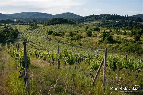 Vinice v oblasti Langhe