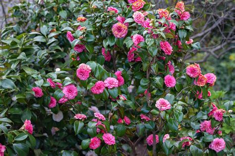 Rozkvitnutá Camellia japonica