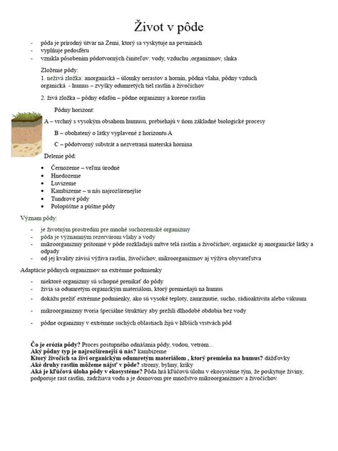 Avokádová kôstka zasadená v pôde