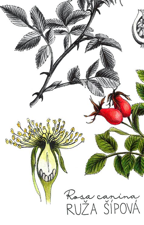 Botanická ilustrácia ďateliny lúčnej s kvetmi a listami