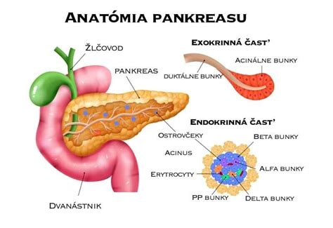 Umiestnenie pankreasu v tele