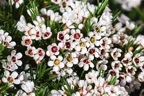 Wax Flower - Chamelaucium uncinatum v kvetináči