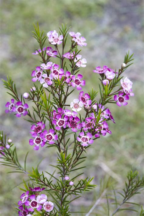 Detail kvetov Wax Flower - Chamelaucium uncinatum