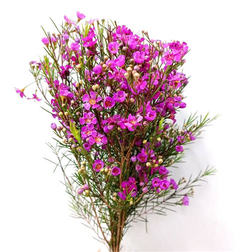 Ruka polievajúca Wax Flower