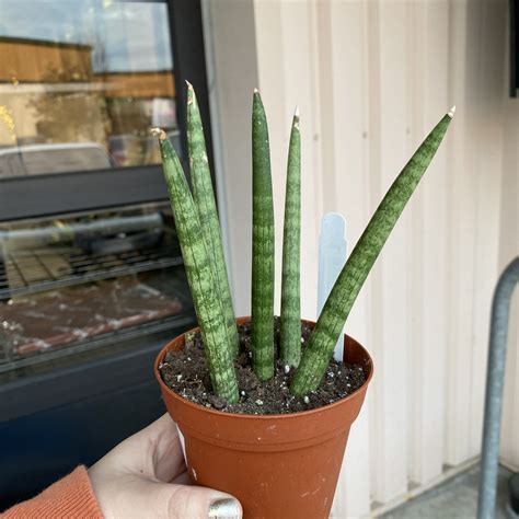 Sansevieria cylindrica v modernom interiéri