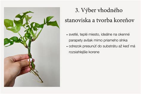 Návod na množenie Sansevierie delením a odrezkami