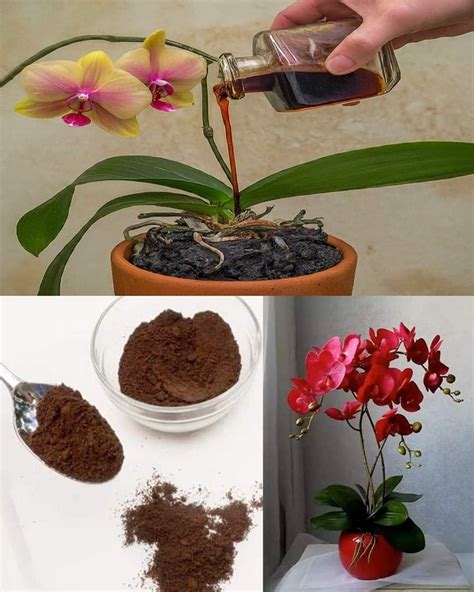 Teplotné a vlhkostné podmienky pre orchidey
