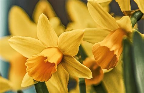 Dobrovoľníci s narcismi počas Dňa narcisov