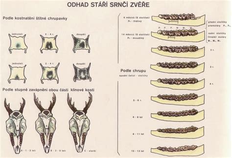 Ilustrácia priebehu strečkovitosti u zveri
