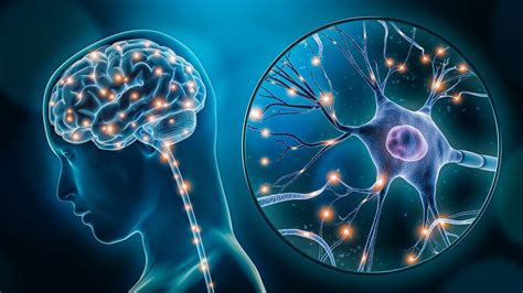 Schéma neuroplasticity