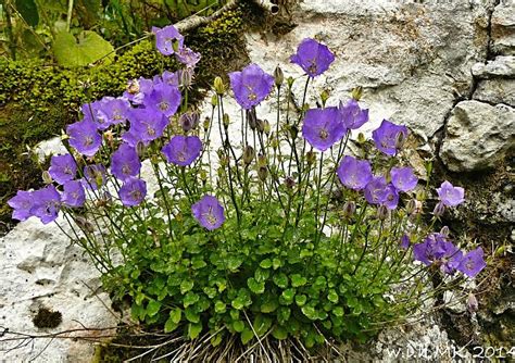 Campanula carpatica (Zvonček karpatský)