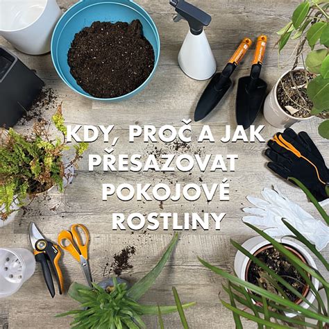 Presádzanie zvončekov
