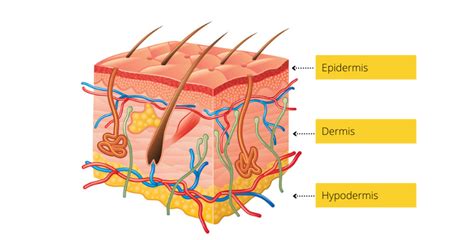 Ilustrácia vrstiev kože