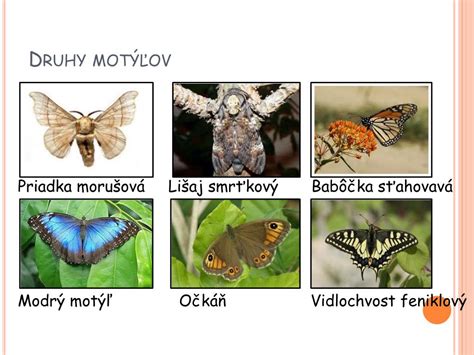 Rôzne druhy motýľov
