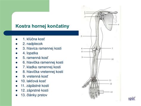 Anatómia nervov hornej končatiny