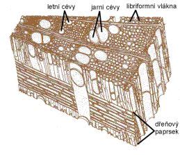 Mikroskopická štruktúra tkaniva
