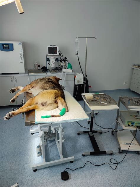 Veterinárna chirurgia