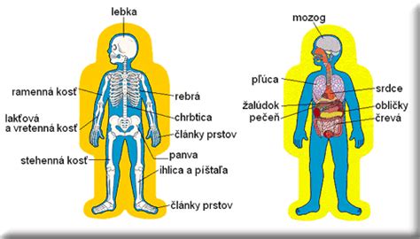 Vplyv dlhodobého sedenia na ľudské telo
