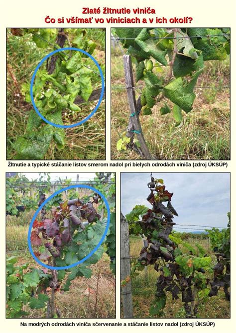 Schéma vegetačného cyklu viniča