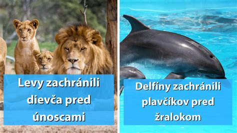 Divoké zvieratá na PCT