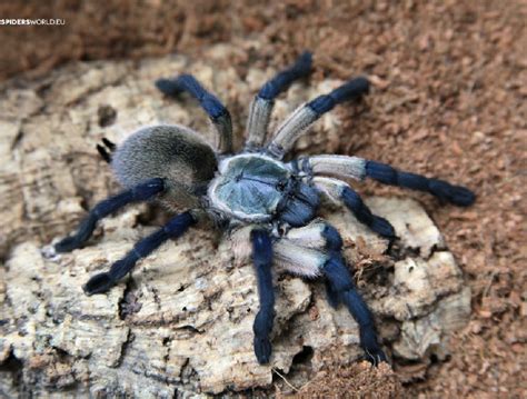 Monocentropus balfouri