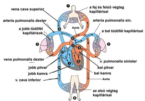 Anatómia vtáka s popisom kľúčových orgánov