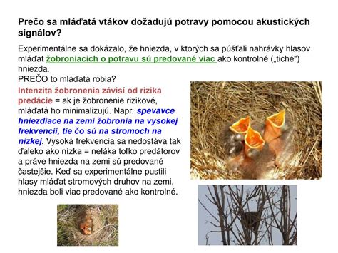 Druhové zloženie potravy mláďat vtákov