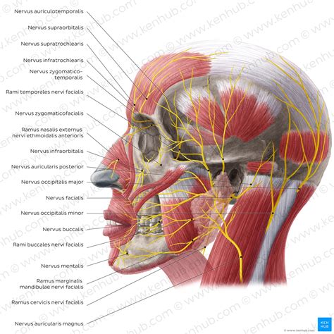 Anatómia nervus facialis a jeho vetvy