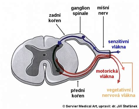 Schéma regenerácie nervu po úraze