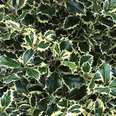 Cezmína ostrolistá 'Variegata'