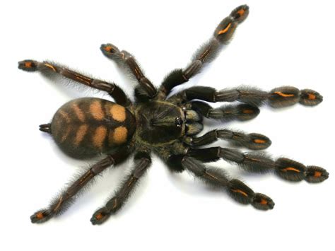 Psalmopoeus Irminia samica