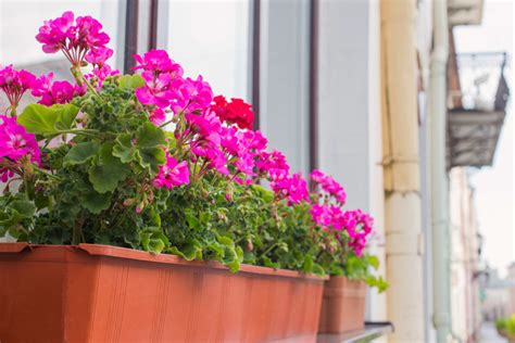 Ideálne umiestnenie muškátov na balkóne