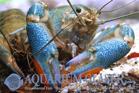 Rozmnožovací cyklus raka Cherax quadricarinatus