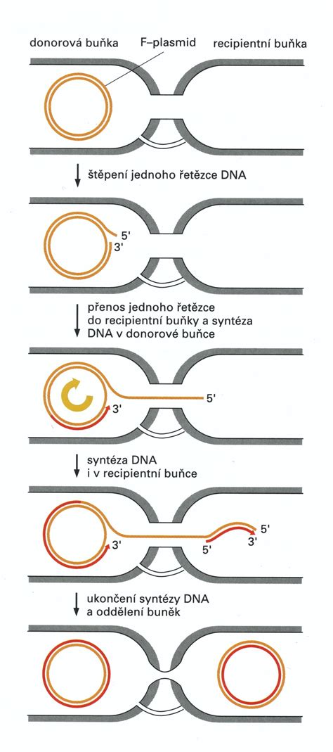 Genetické príčiny Rettovho syndrómu a úloha génu MECP2