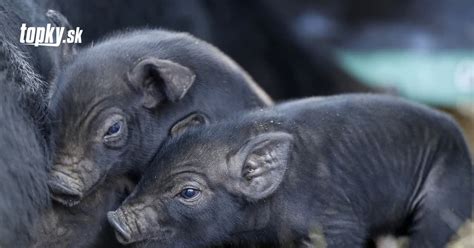 Prasnica v pôrodnom koteri s prasiatkami