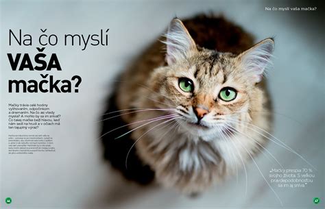 mačka si čistí srsť