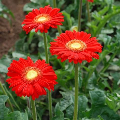 Gerbera jamesonii v rôznych farbách