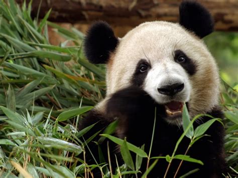 Panda veľká v bambusovom lese