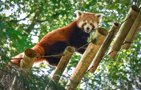 Panda červená na strome