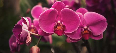 Detailný pohľad na kvitnúcu orchideu Dendrobium