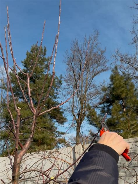 Nákres správneho zastrihávania koreňov a koruny bonsaja