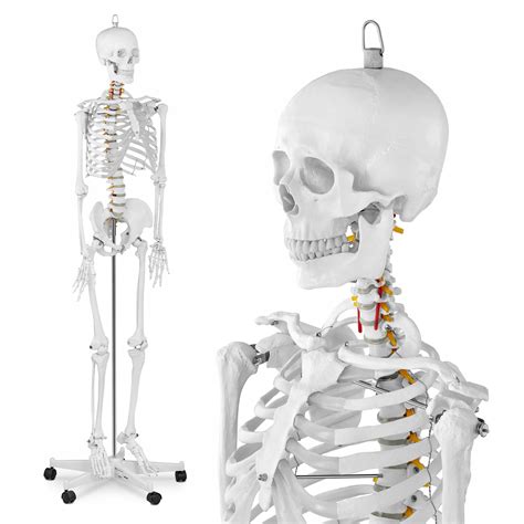 Študenti medicíny študujúci anatomický model kostry