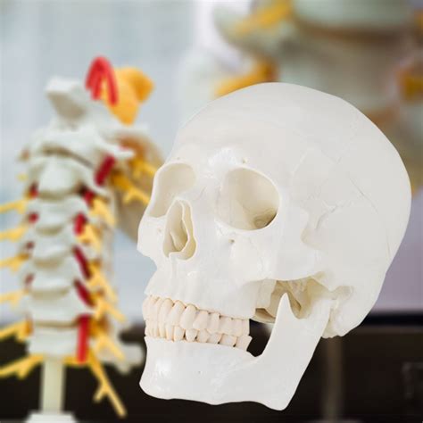 Detailný pohľad na model ľudskej lebky