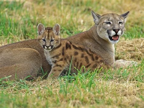 Puma americká s mláďaťom v prirodzenom prostredí