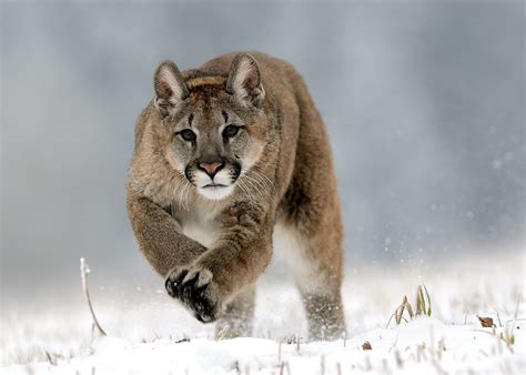 Puma americká maskovaná v hustej vegetácii
