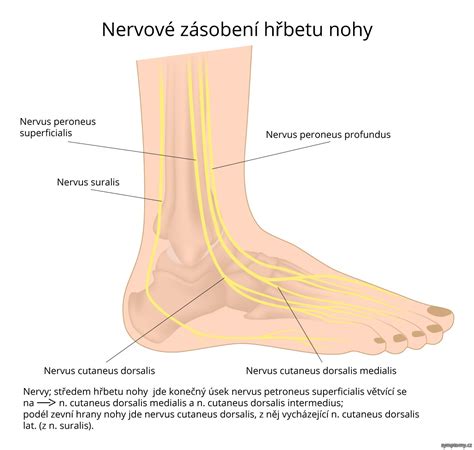 Anatómia lýtkového nervu