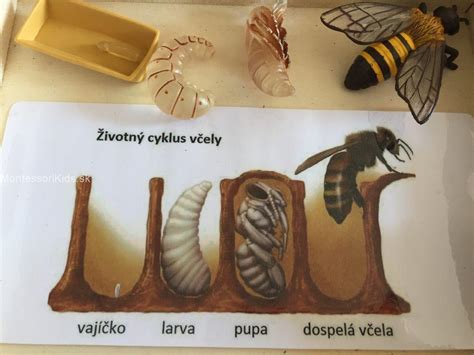 Infografika zobrazujúca životný cyklus včely a štruktúru úľa