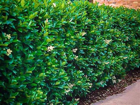 Vtáčí zob v živom plote